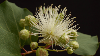 Unveiling the Benefits of Macleaya Plume Poppy: A Scientific Exploration into Its Therapeutic Properties