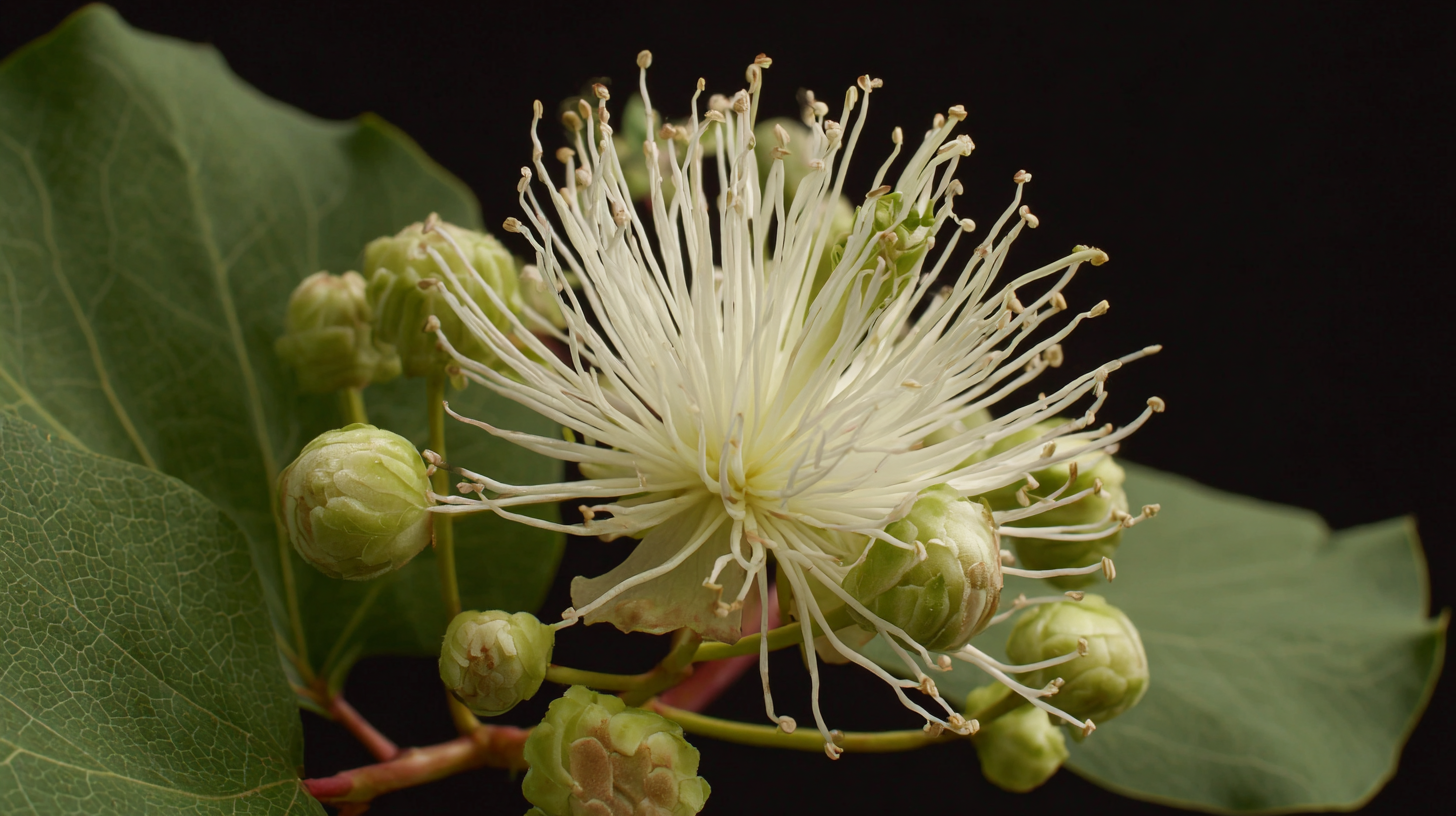Unveiling the Benefits of Macleaya Plume Poppy: A Scientific Exploration into Its Therapeutic Properties