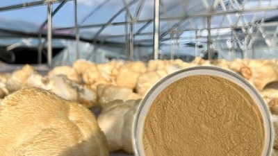 Lion mushroom1.jpg