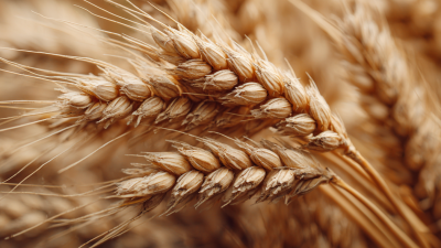 Unlocking the Power of Wheat Oligopeptide for Enhanced Nutritional Benefits and Health Outcomes