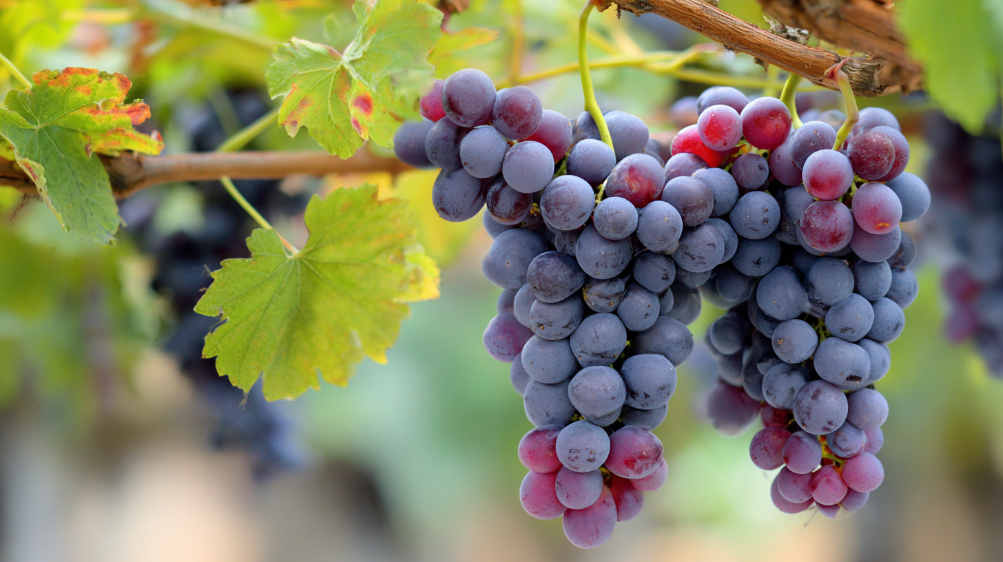 Unveiling the Powerful Health Benefits of Resveratrol Backed by Recent Scientific Research