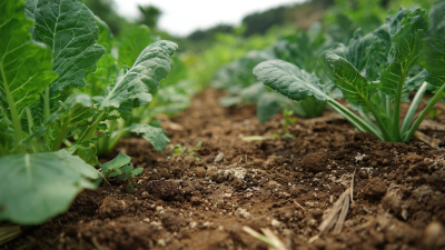 Unlocking Nature’s Secrets: How Organic Fertilizer Transforms Soil Health and Crop Yields