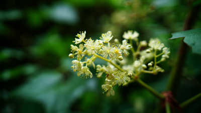 What is Macleaya Plume Poppy? Uncover Its Benefits, Uses, and Cultivation Tips