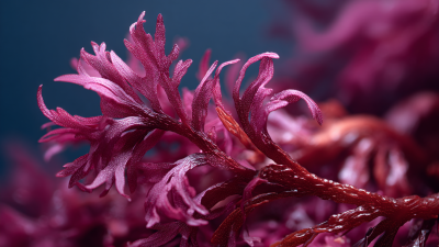 10 Best Seaweed Extracts for Plants: Enhance Growth Naturally