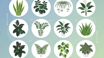 Top 10 Plants for Effective Air Purification in Your Home