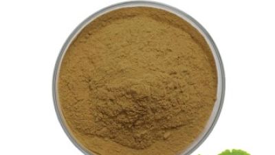 Ginkgo Biloba Extract1.jpg