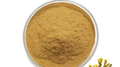 Bladderwrack Extract 1.jpg
