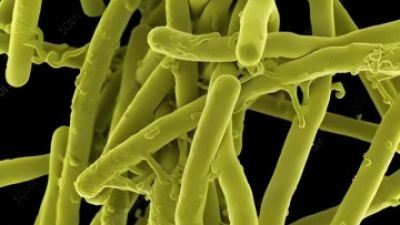 Probiotics powder Bacillus subtilis.jpg