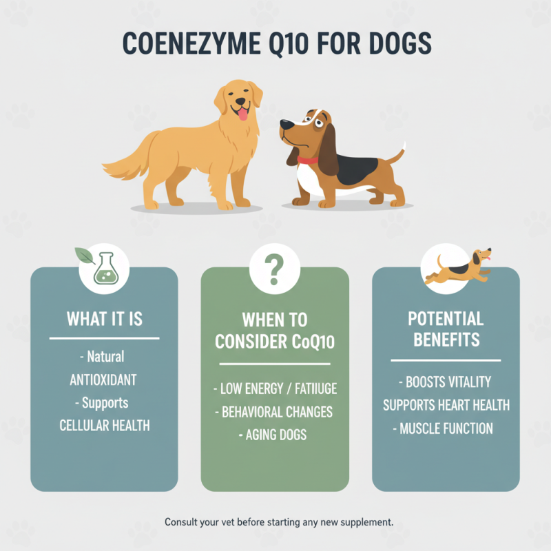 Is Co Q 10 Safe for Dogs and What Are Its Benefits?