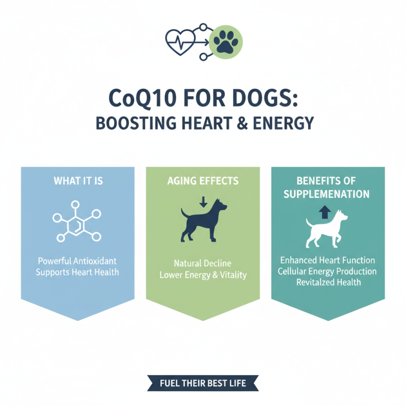 What is ODM OEM Co Q 10 for Dogs Benefits and Uses?