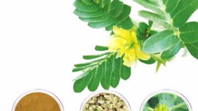 Tribulus Terrestris.jpg