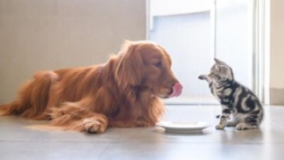 Pet Gut Health Probiotic Solution.jpg