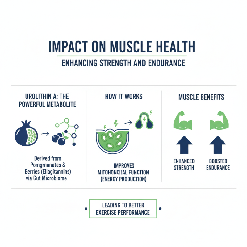 What Are the Health Benefits of Urolithin A for You?