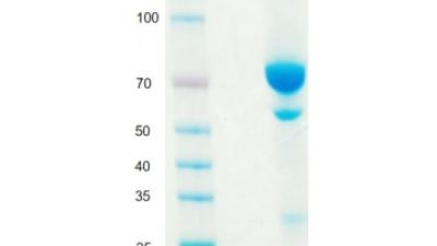 GMP-TL112.jpg