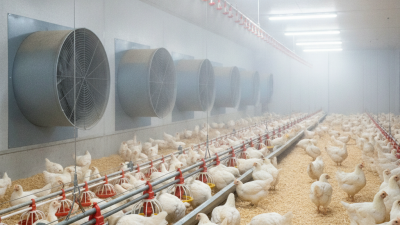 Top 10 Poultry Farm Accessories You Need for Success?
