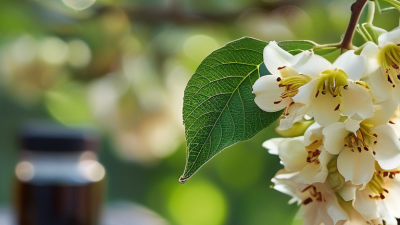 Wo kann man in China am besten Sophora Japonica-Extrakt online kaufen?