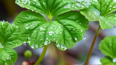 Top 10 Benefits of Gotu Kola Extract for Global Buyers?
