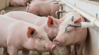 Best Pig Waterer Nipple Drinkers for Optimal Livestock Health?