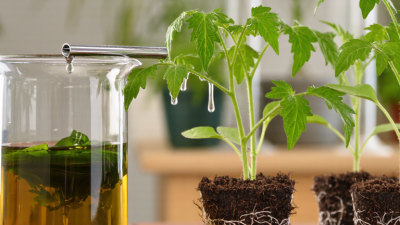 What Is Seaweed Fertilizer Liquid and How Does It Work?