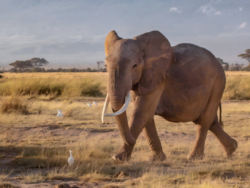 Solarinnovation stärkt Afrika: Sauberes Wasser, nachhaltige Zukunft