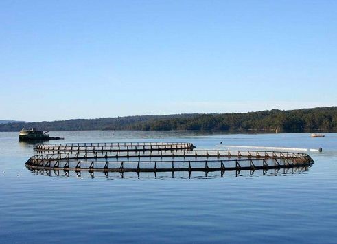 Stáisiún Monatóireachta Cáilíochta Uisce Dobharshaothraithe IP68: An Caomhnóir Deiridh ó Crab Ponds