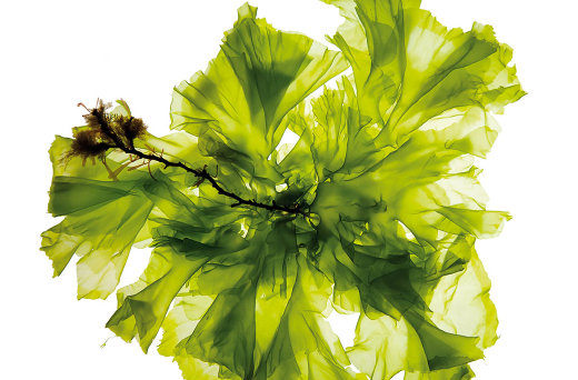 Top 5 Tips to Buy Wholesale Sodium Alginate Powder Effectively?