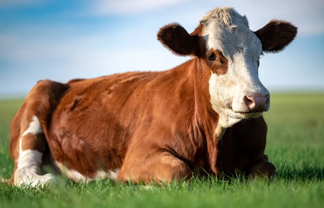 Top 10 Benefits of Bovine Collagen Powder for Global Buyers?