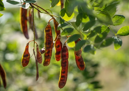 What is Locust Bean Gum Powder and How is it Used?