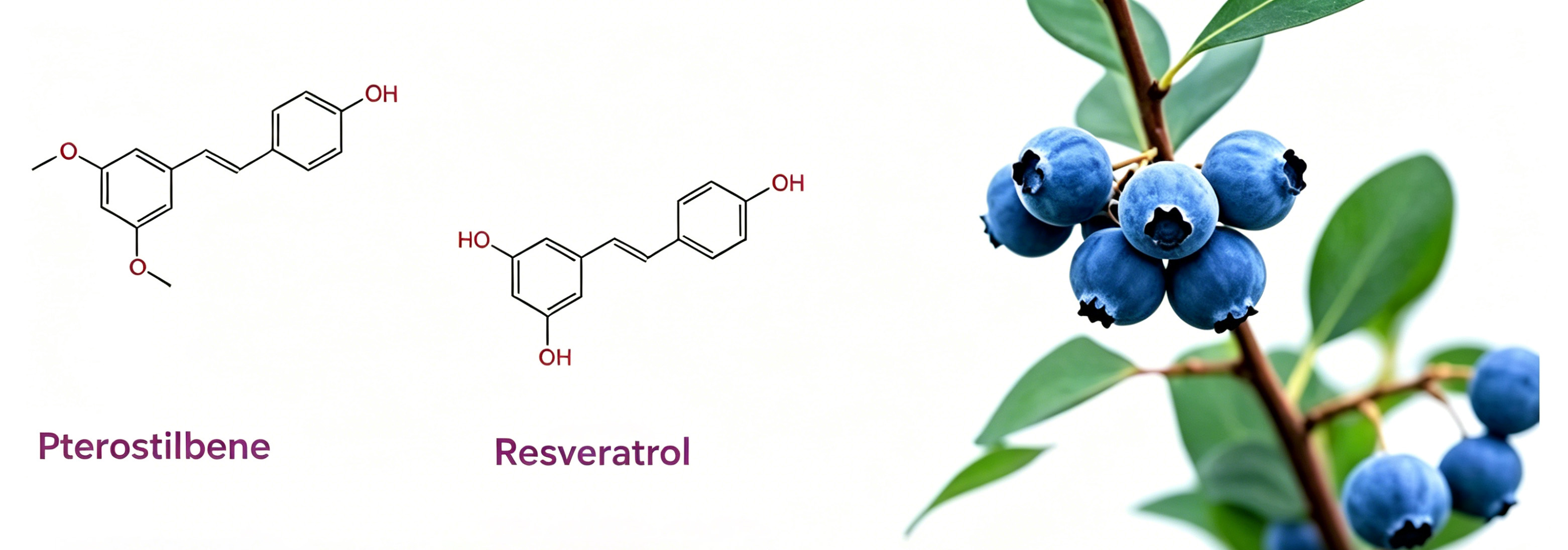Pterostilbene 03.jpg