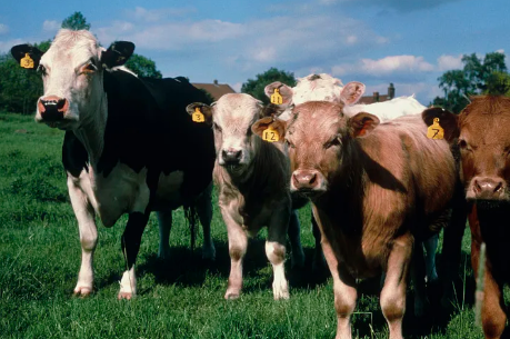 How to Choose the Best Bovine Collagen Powder for You?
