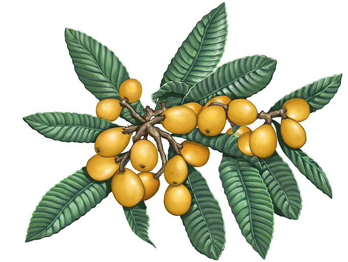 Best Loquat Leaf Extract Benefits and Uses for Global Buyers?