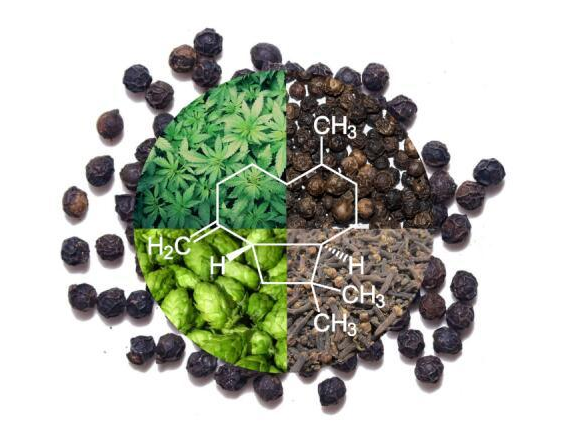 Top 10 Benefits of Caryophyllene for Global Buyers?