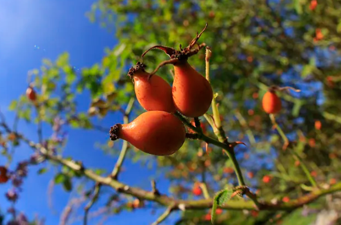 2026 Best Rosehip Extract Benefits for Global Buyers?