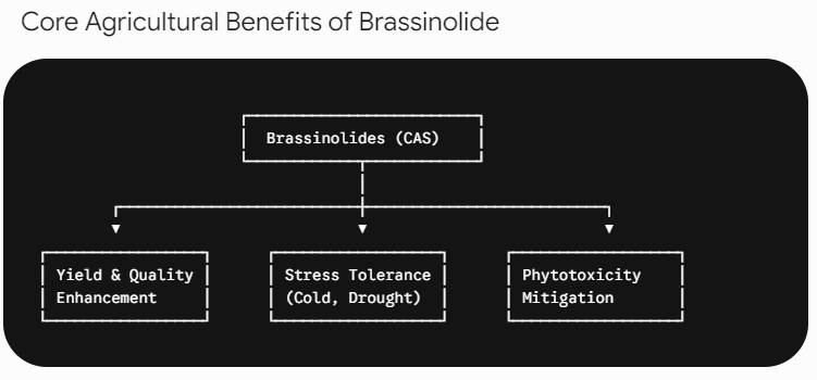Bagan Mekanisme Brassinolide