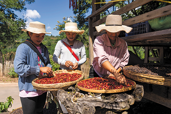 Coffee culture reigns in Yunnan's Pu'er