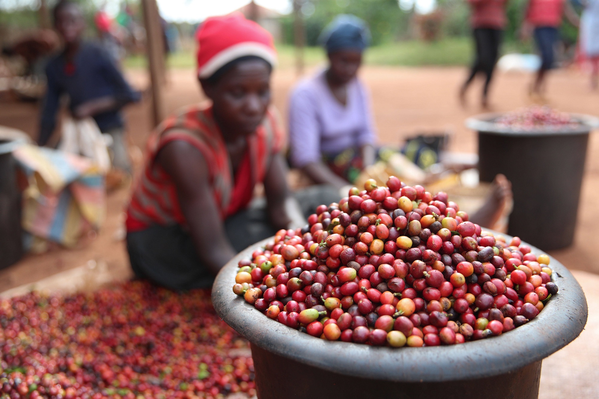 Coffee offers lifeline for Kenyan farmers