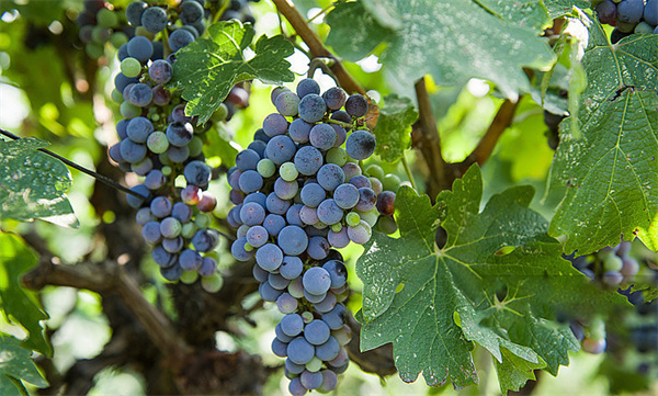 Grape Seed Extract (GSE)
