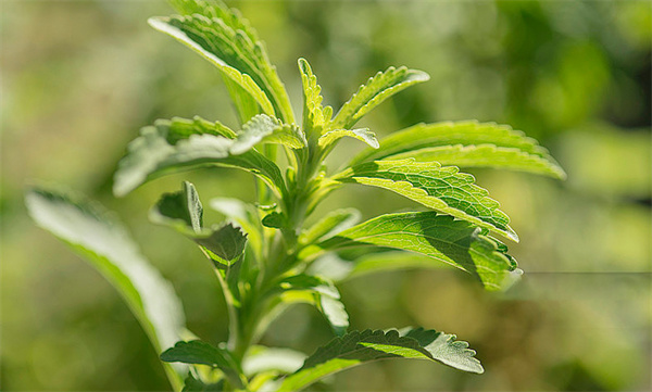 Stevia Extract