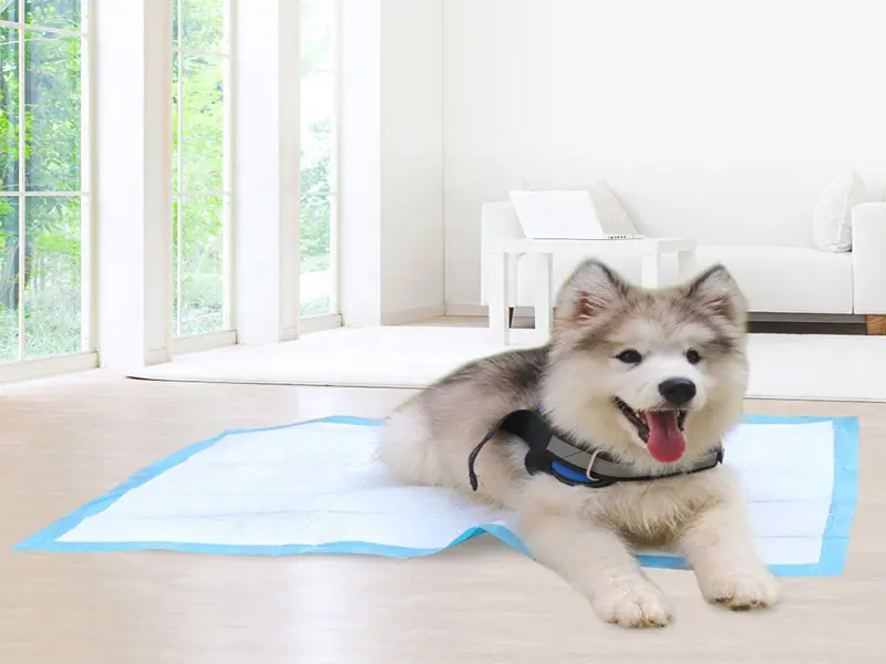 Utilisation des tapis absorbants pour animaux de compagnie : À quoi servent les tapis absorbants pour animaux de compagnie ?