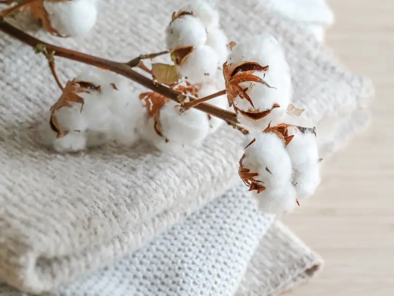 Natural Fibers Are Changing Absorbent Products Market