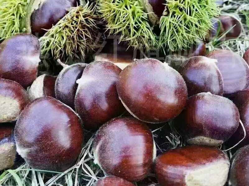 Lilijia Fresh Chestnut for Food Industrial Use