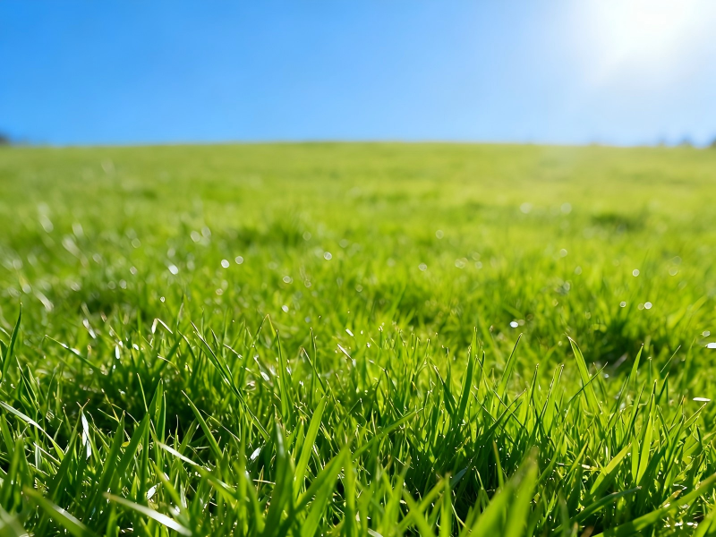 Mastering Tracked Remote-Control Mowers: Your Complete Guide to a Lush, Healthy Lawn