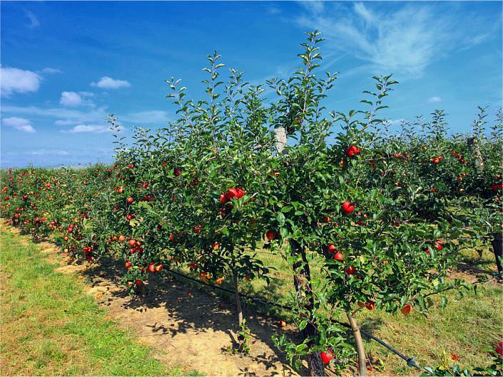 Kushanda Kwakanaka KweRobhoti Rinodzivirira Zvirimwa Zvekurima Rakangwara muYulin Apple Orchard, Shaanxi-1