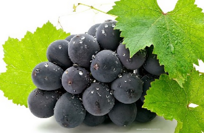 Grape Seed Extract OPCqnv