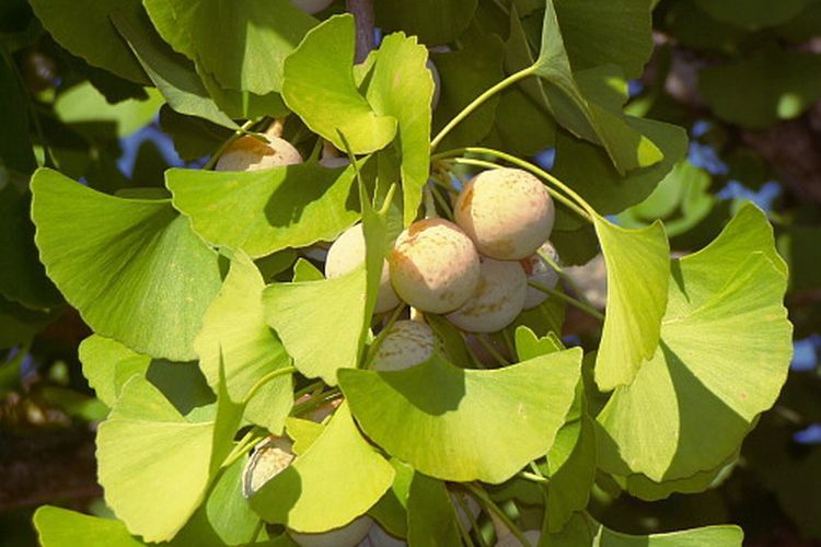 Revolutionize-Your-Brain-Health-with-Ginkgo-Biloba-Extract-1