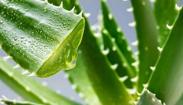 Aloe Vera Dondurularak Kurutulmuş Tozun Çok Alanlı Uygulamalarının Araştırılması