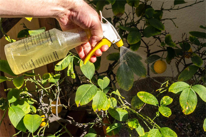 "Pyréthrine : la solution sûre et efficace pour lutter contre les nuisibles"