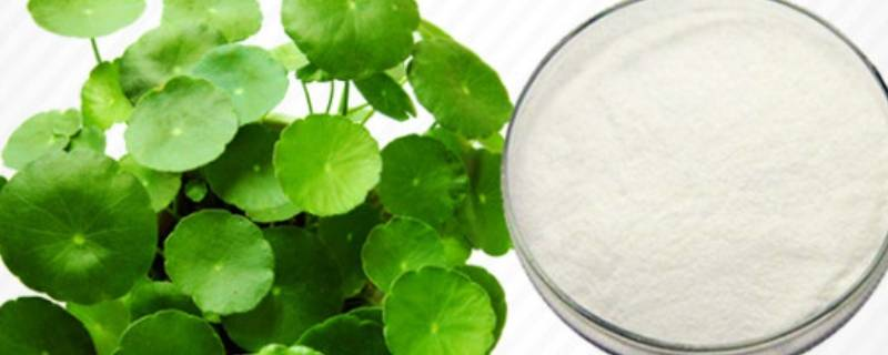 Hydrocotyle asiatica extract