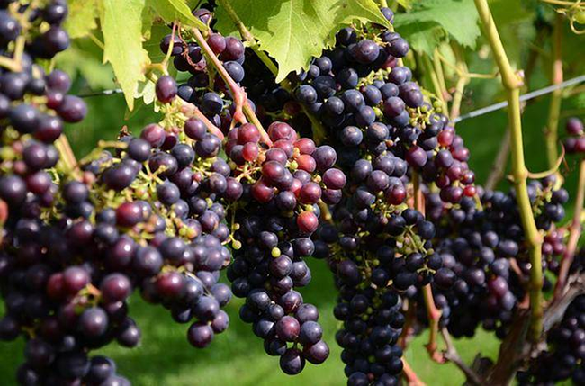 Unlock the Power of Grape Seed Extract: A Natural Superfood for Your Health