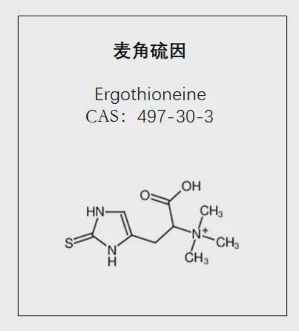 Tại sao Ergothioneine là chìa khóa cho sức khỏe và chức năng tế bào tối ưu